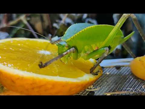 Видео: Чем кормить зимой ?  #новогвинейскийкузнечик ест апельсин #гигантскийкузнечик #папуанскийкузнечик 