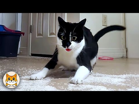 Видео: Когда Бог посылает тебе забавного кота 😹 Самая смешная подборка котов на свете 🤣