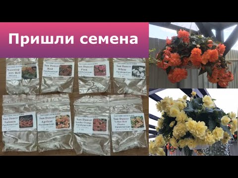 Видео: Семена из им "Соло", первая партия.
