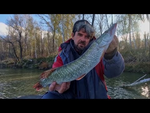 Видео: СЕЗОН ЗАКРЫЛ ХИЩНИКОМ !!! Рыбалка на Оби 13 октября 2025г.