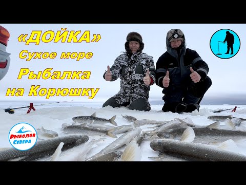 Видео: ✅ РЫБАЛКА НА КОРЮХА🎣 «ДОЙКА, СУХОЕ МОРЕ» декабрь 2022 #Рыболов_Севера