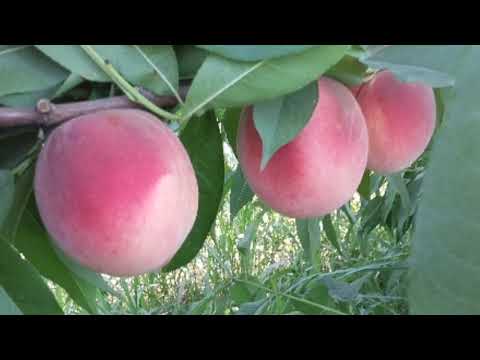 Видео: Персиковый сад  гүлдөгөндө🌸 пайда болуучу☢ оорулар (тезинен даарылаңыз!✔)