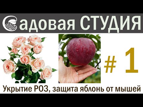 Видео: Как укрыть розы на зиму и защитить от мышей яблони.