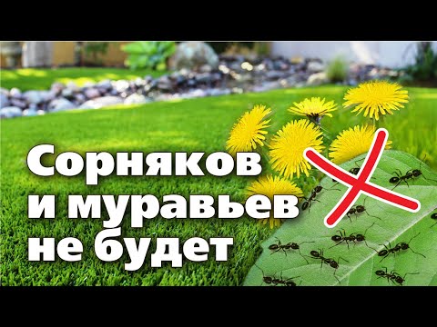 Видео: КАК ИЗБАВИТЬСЯ ОТ МУРАВЬЕВ И СОРНЯКОВ на газонах. Советы специалиста