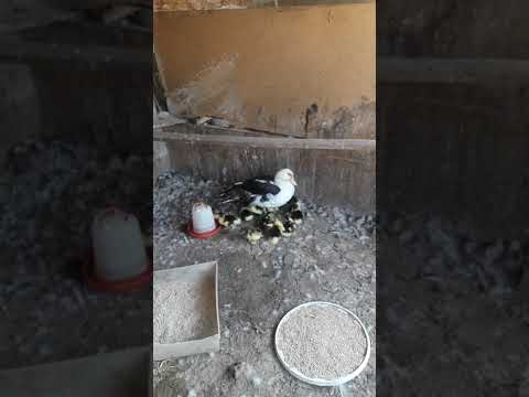 Видео: Индоутка асырау 28.08.22ж.Бұл видео 24.08 күні түсірілген.Бүгін барлығы Ақтөбеде бір кісіге сатылды