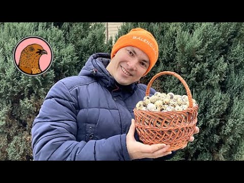 Видео: ЗНАЯ ЭТОТ СЕКРЕТ, У ВАС ВСЕГДА БУДУТ НЕСТИСЬ ПЕРЕПЕЛА!