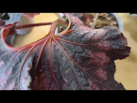 Видео: 1 Майское видео!!! У моей "Незнакомки" есть сорт! Бегонии🪴