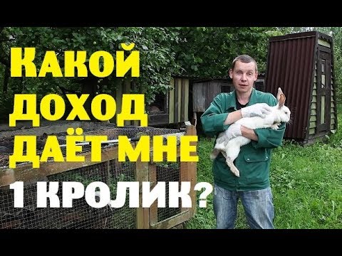 Видео: КАКОЙ ДОХОД даёт мне ОДИН КРОЛИК?