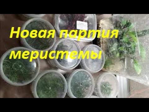 Видео: Меристемные аквариумные растения. Акт 3