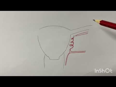 Видео: 📌 Ішкі мықын артериясы.