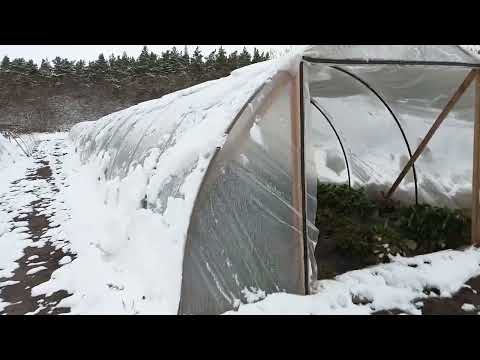 Видео: Первый снег, заморозки на клубнике