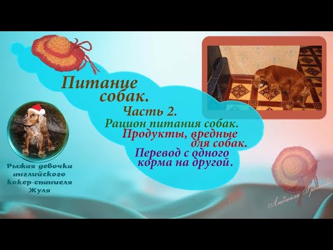 Видео: Питание собак. ч. 2. Рацион питания собак...