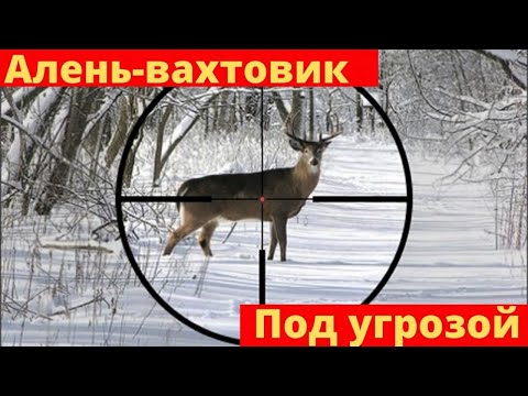 Видео: Работа вахтой \ Аленям-вахтовикам на заметку