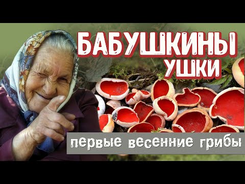 Видео: Самый первый весенний гриб. Саркосцифа или бабушкины ушки. Что и как... #отпусксбмв