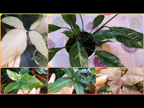 Видео: О чем говорят листья Спатифиллума🌹Обзор🌱Сингониумы🌱Регина Рэд🌹Империал Вайт🌱Спир Поинт🌹Неон и др.