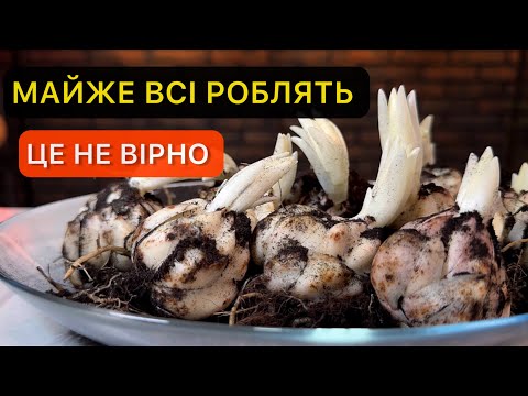 Видео: Садим лилии в кашпо или горшок правильно. Все секреты и нюансы. Уход после цветения.