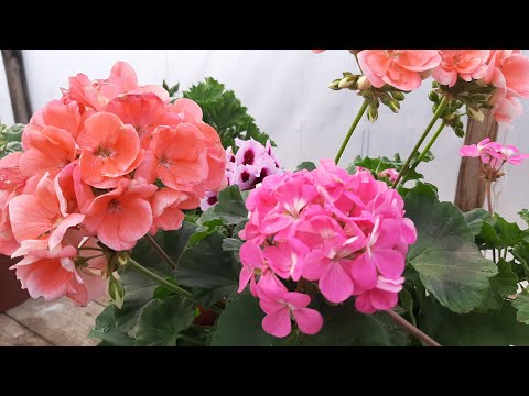 Видео: ОБРЕЗКА ГЕРАНИ/ПЕЛАРГОНИИ🌺КАК РАЗМНОЖИТЬ как черенковать герань