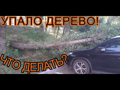 Видео: Упало дерево на автомобиль. Что делать?