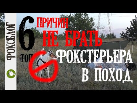 Видео: Топ 6 причин НЕ БРАТЬ фокстерьера в поход