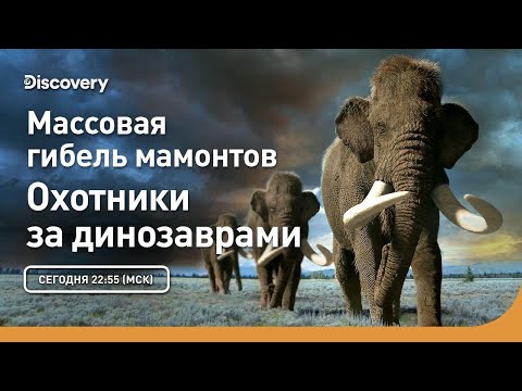 Видео: Массовая гибель мамонтов | Охотники за динозаврами | Discovery