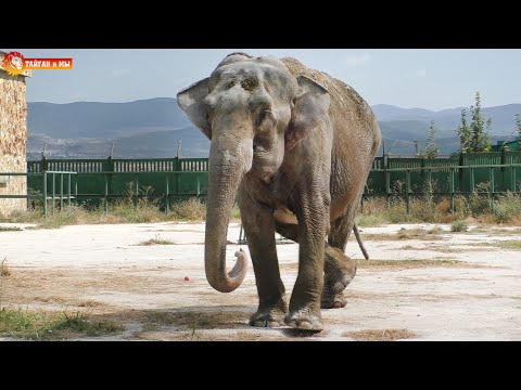 Видео: СЛОНЫ - ваш выход! Тайган. Elephants life in Taigan.