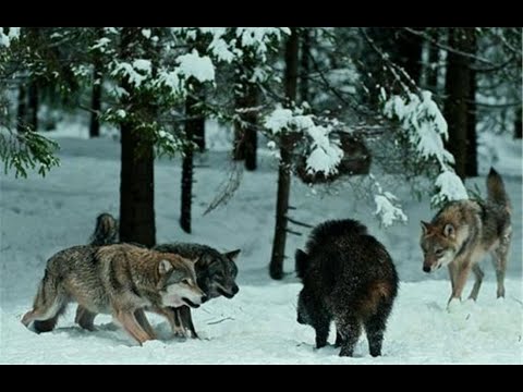 Видео: Дикий Кабан против Стаи Волков , КАБАН В ДЕЛЕ! Ярость и мощь дикого зверя!