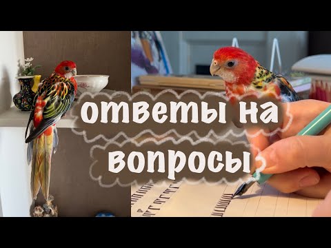 Видео: Ответы на вопросы про розеллу