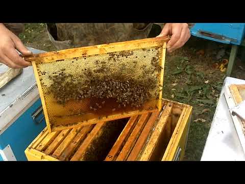 Видео: ОЧЕНЬ ПРОСТО ФОРМИРУЕМ ГНЕЗДО ПЧЁЛ В ЗИМУ!🐝