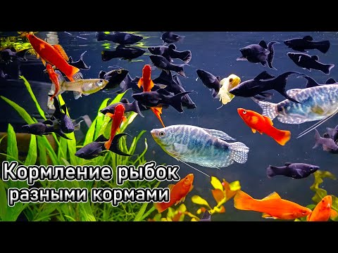 Видео: Кормление аквариумных рыбок! "Великая" тайна Артёма раскрыта!