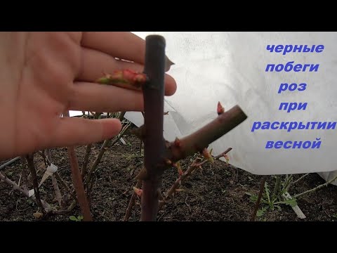 Видео: Цвет побегов роз при открытии весной. Удалять или нет?