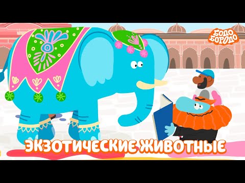 Видео: Самые экзотические животные - Бодо Бородо | мультфильмы для детей 0+