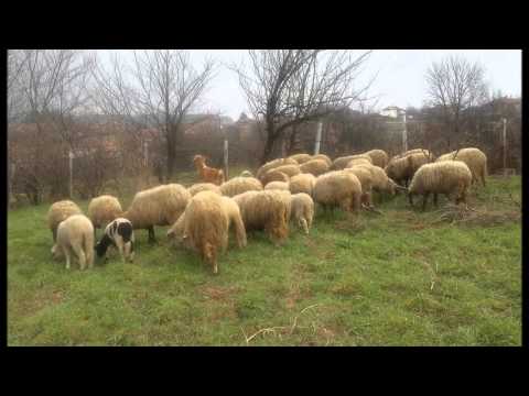 Видео: Галина Дурмушлийска - Как да не го взема, мамо