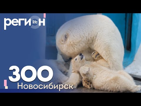 Видео: Регион LIFE | ЗОО Новосибирск | ОТС LIVE — прямая трансляция