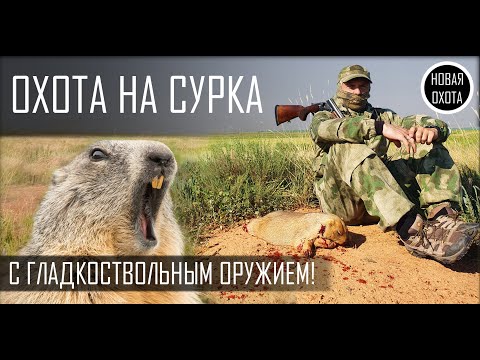 Видео: ОХОТА НА СУРКА С ГЛАДКОСТВОЛОМ - ТОЗ-34 РУЛИТ!