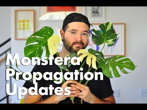 Видео: Обновления по размножению и укоренению монстеры деликатесной (Thai Constellation)