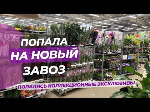 Видео: Попала на НОВЫЙ ЗАВОЗ РАСТЕНИЙ. Попались растения которых не встретить в простом магазине! В шоке!😯