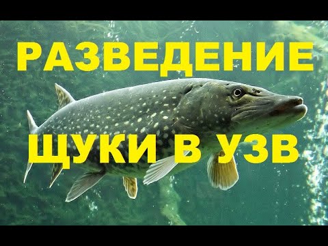Видео: РАЗВЕДЕНИЕ ЩУКИ В УЗВ