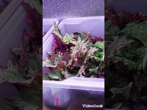 Видео: Цветущий сад на стеллажах. Обо всём по-маленьку🥰💚🌺🌹🌷⚘🌱☘🌿