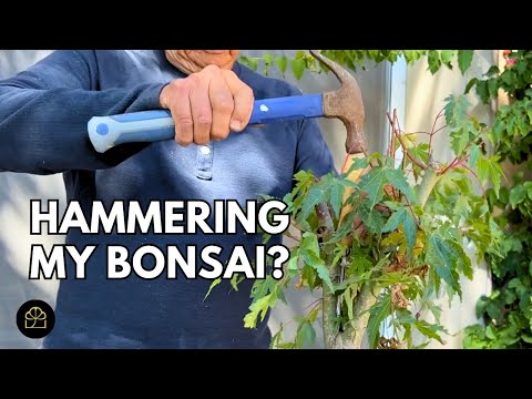 Видео: Как превратить клёны из питомника в бонсай