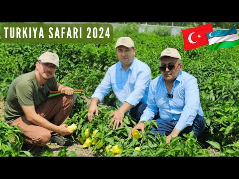 Видео: "BURSA TOHUM" Фирмасида 2025 йил учун янги навлар.1 БУЛИМ