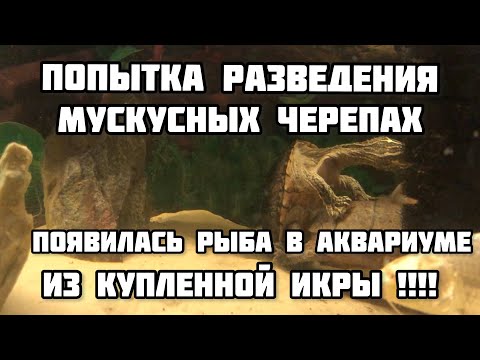 Видео: Разведение мускусных черепах! Появилась рыба из икры!!