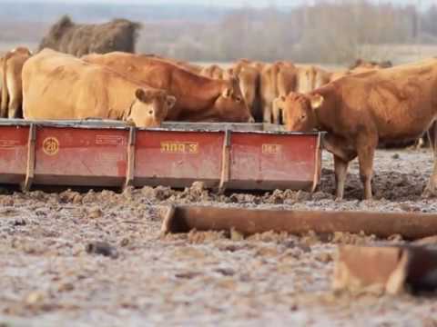 Видео: Мертвое стадо. Лимузин. История одного проекта Депутата госдумы Алексея Владимировича Ситникова.