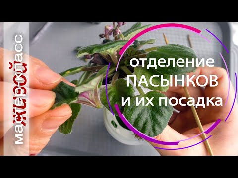 Видео: Отделение и посадка пасынков сенполий. Живой мастер-класс