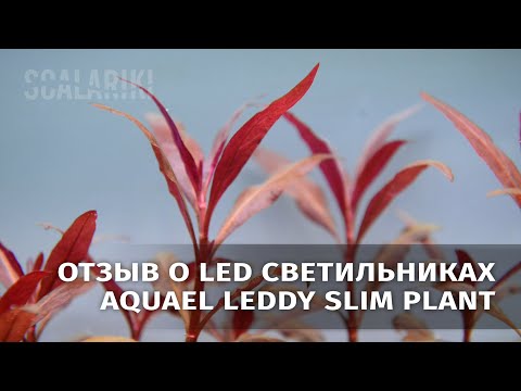 Видео: Мой отзыв о светильнике Aquael Leddy slim plant