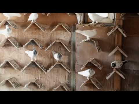 Видео: Будапештские голуби
