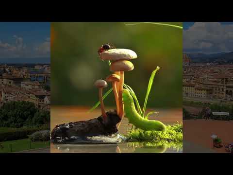 Видео: ШЕЪРЛАРДАН ҲАМ ТИНГЛАБ ТУРИНГ!// ХАЙРУЛЛА ҲАМИДОВДАН ЯНГИ ШЕЪРЛАР ТУРКУМИ