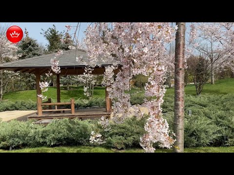 Видео: 💖🌸 2024 Парк Галицкого Сливовая роща Умэбаяси  Японский сад Апрель.