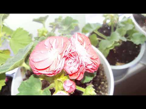 Видео: Обзор цветов на балконе в конце августа🍀☘🌵