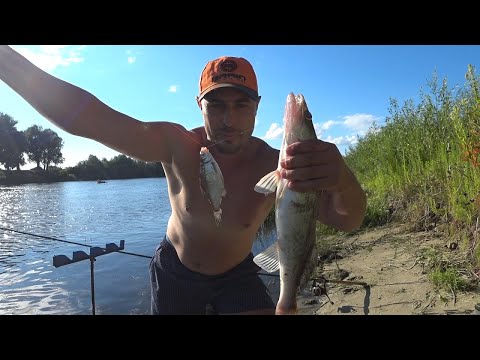 Видео: СУДАК НА ЖИВЦА. ЛОВИЛ НА ФИДЕР, ПРИШЕЛ СУДАК