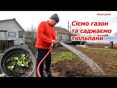 Видео: Дачні справи: сіємо газон та саджаємо тюльпани! Влог.